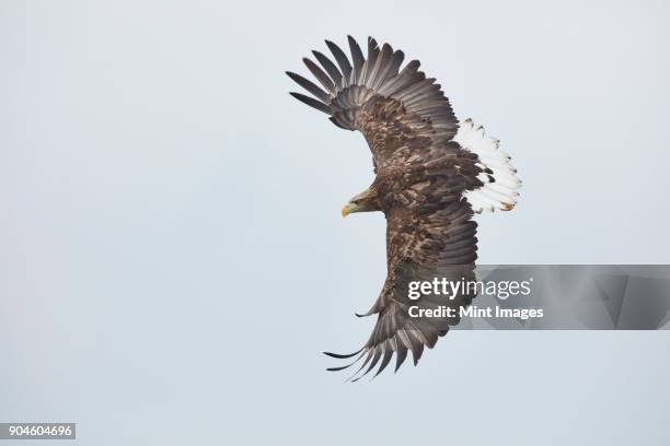 white-tailed eagle, haliaeetus albicilla, mid-air, winter. - zeearend stockfoto's en -beelden