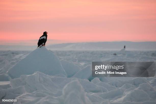 stellers sea eagle, haliaeetus pelagicus, on frozen bay in winter at dawn. - drijfijs stockfoto's en -beelden