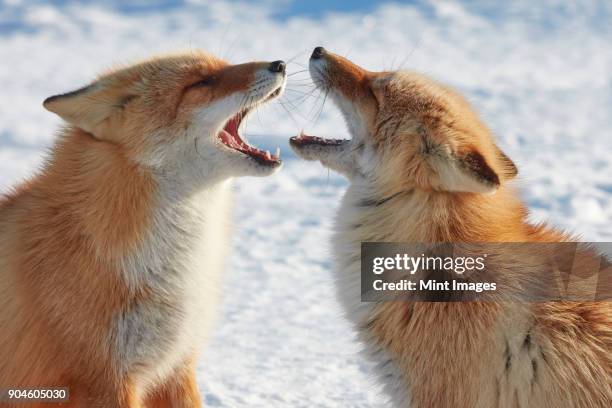 two ezo red fox, vulpes vulpes schrencki, in winter. - winter skin stock pictures, royalty-free photos & images