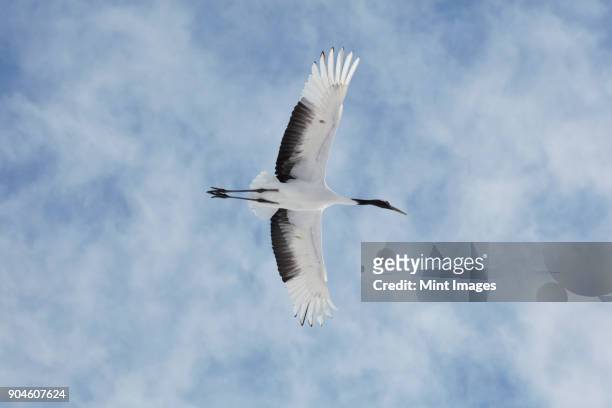 red-crowned cranes, grus japonensis, mid-air in winter. - japanese crane stock pictures, royalty-free photos & images