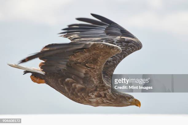 white-tailed eagle, haliaeetus albicilla, mid-air, winter. - 海雕 個照片及圖片檔