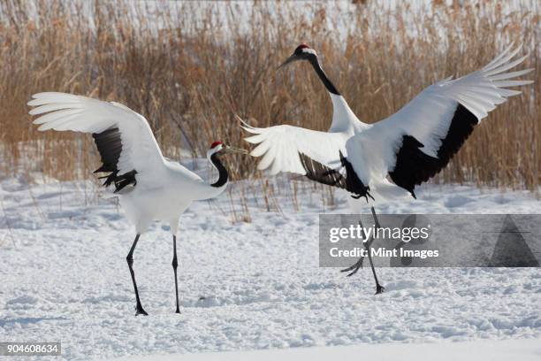 red-crowned cranes, grus japonensis, standing in the snow in winter. - japanese crane stock pictures, royalty-free photos & images