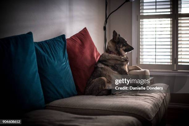 lonely dog looking out the window - danielle donders stock pictures, royalty-free photos & images