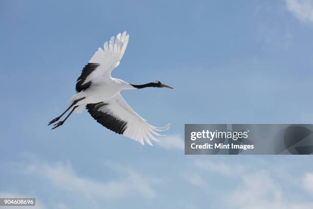 red-crowned cranes, grus japonensis, mid-air in winter. - japanese crane stock pictures, royalty-free photos & images