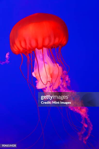 bright red pacific sea nettle jellyfish in an aquarium, bright blue background. - jellyfish - fotografias e filmes do acervo