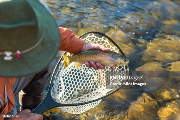 high angle view of fisherman taking freshly caught trout out of fishing net. - trout stock pictures, royalty-free photos & images
