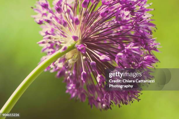 purple spring dandelion - dandelion greens stock pictures, royalty-free photos & images