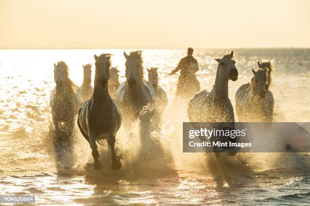 medium group of white horses running in the ocean, cowboy in the background. - medium group of animals photos et images de collection