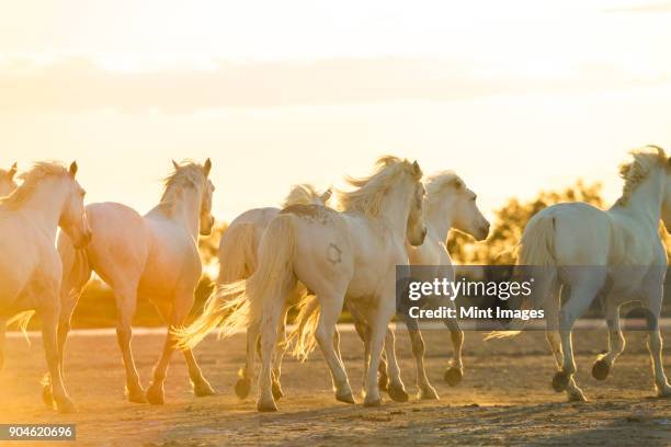 medium group of white horses running across land at sunset. - medium group of animals photos et images de collection