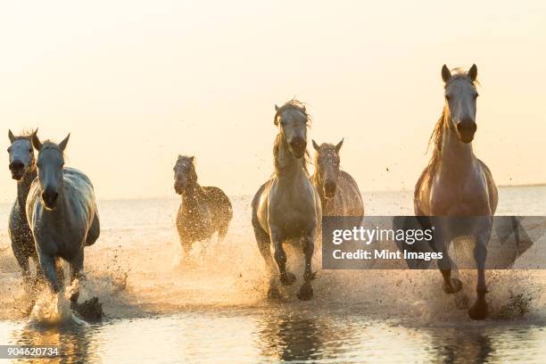 medium group of white horses running in the ocean. - horse running water stock pictures, royalty-free photos & images