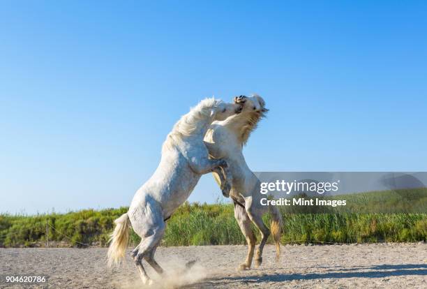 two white stallions rearing and fighting. - rearing up bildbanksfoton och bilder