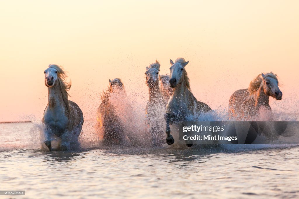 Medium group of white horses running in the ocean.