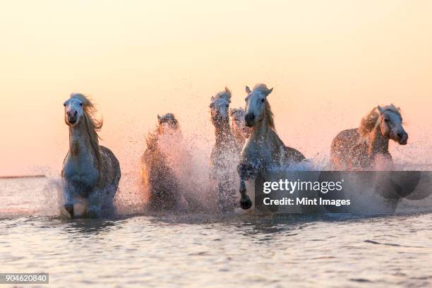 medium group of white horses running in the ocean. - horse running water stock pictures, royalty-free photos & images