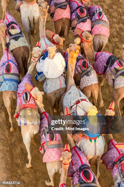 high angle view of people riding on camels with colourful saddles along a dusty road. - uae heritage stock pictures, royalty-free photos & images