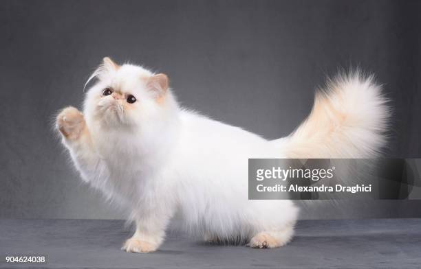 white persian cat - langharige kat stockfoto's en -beelden