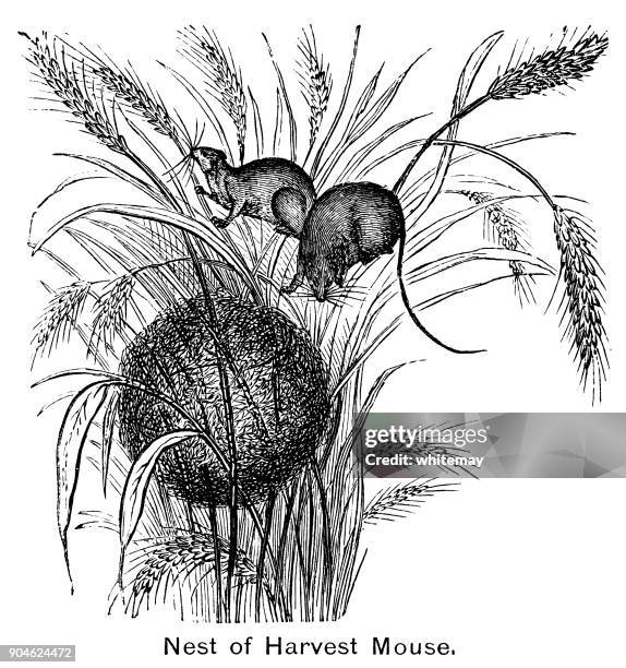 harvest mouse nest - harvest mouse stock illustrations