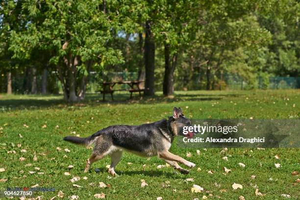 dog running with toy - alexandra rojas fotograf�ías e imágenes de stock