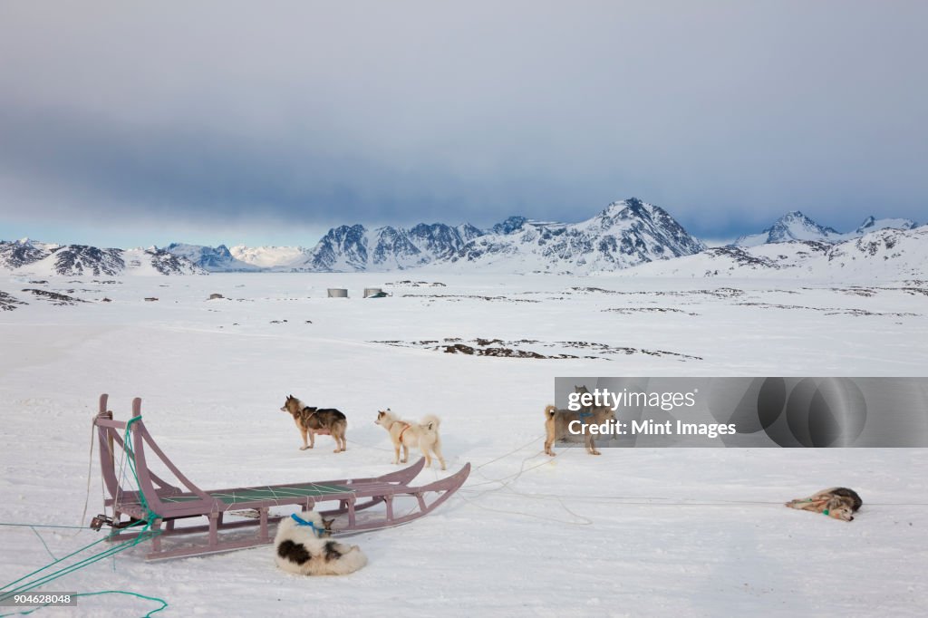 Winter landscape with pack of Huskies resting on the ice.