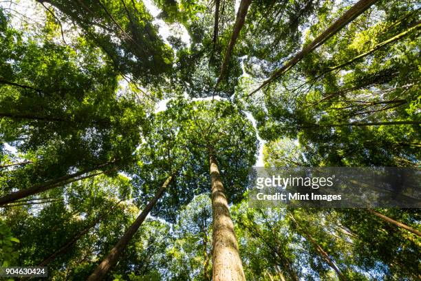 low angle view of dipterocarp tree canopy. - dipterocarp tree fotografías e imágenes de stock