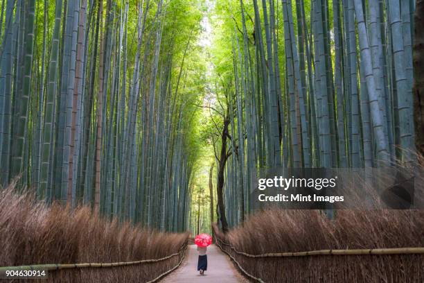 rear view of woman carrying red traditional umbrella walking along a path lined with tall bamboo trees. - bamboo concepts ストックフォトと画像