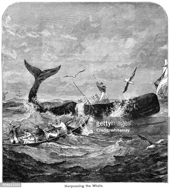 illustrazioni stock, clip art, cartoni animati e icone di tendenza di cacciatori di balene che arpione di una balena in mare mosso - whales