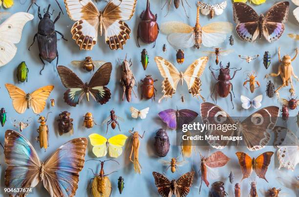 close up of a selection of colourful butterflies and beetles in a display case - insetto foto e immagini stock
