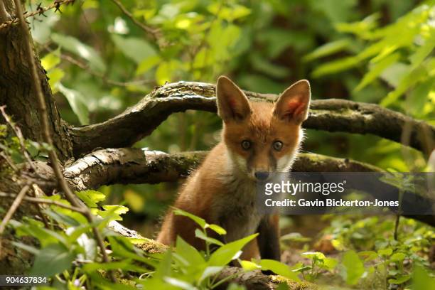 fox cub staring into camera - wild dog stock pictures, royalty-free photos & images