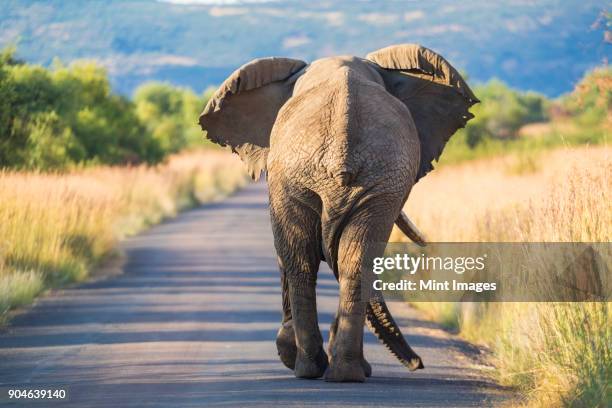 1,973 Elephant Rear Stock Photos, High-Res Pictures, and Images - Getty ...