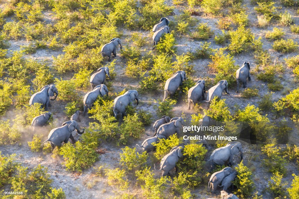 Aerial view of herd of African Elephants walking through the bush in lush delta.