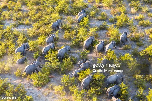 aerial view of herd of african elephants walking through the bush in lush delta. - endangered species stock pictures, royalty-free photos & images