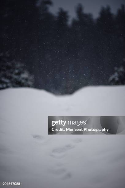 footprints in the snow outdoors shots, soft focus - bigfoot snow stock pictures, royalty-free photos & images