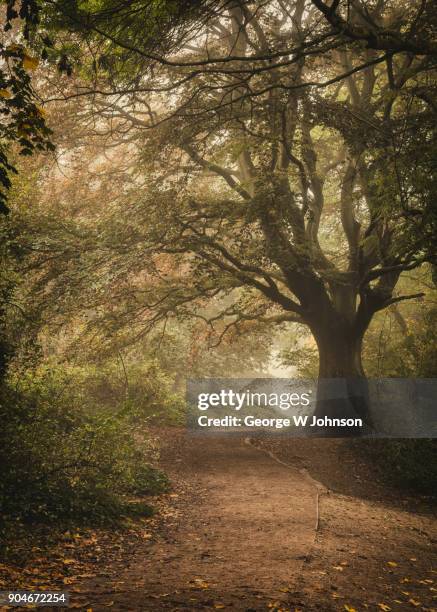 hampstead pathway - hampstead heath fotografías e imágenes de stock