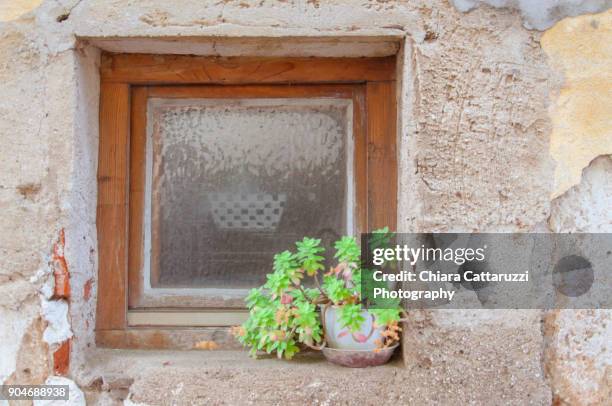 little closed window and evergreen plant - evergreen plant stock-fotos und bilder