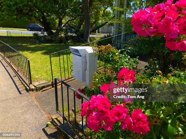 my street in quiet residential area of central auckland. - auckland light path stock pictures, royalty-free photos & images