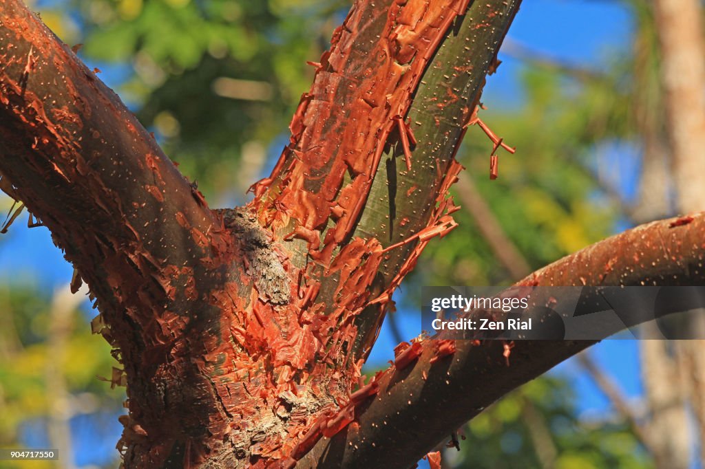 Gumbo Limbo Bursera Simaruba Also Called Tourist Tree Copperwood Chaca ...