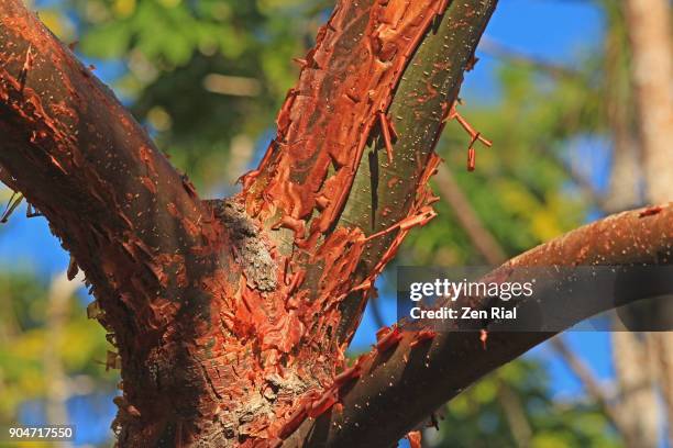 62 Gumbo Limbo Trees Stock Photos, High-Res Pictures, and Images ...