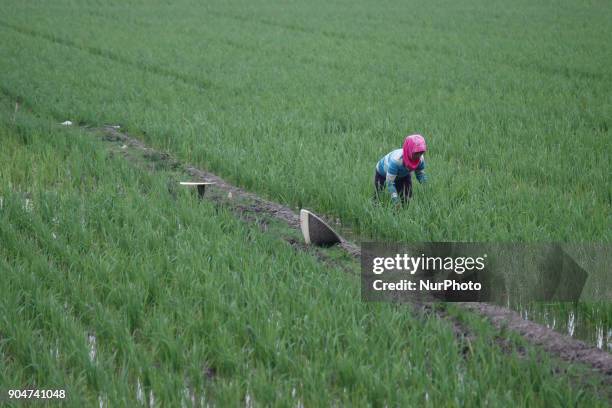 Farmers perform activities on agricultural land in the district of Bekasi, West Java province, Indonesia, on Sunday, January 14, 2018. Based on data...