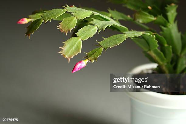 christmas cactus - cactus de navidad fotografías e imágenes de stock