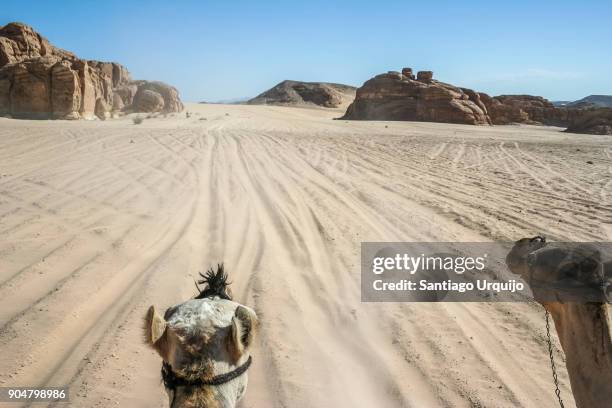 riding a camel in sinai desert - tourism in south sinai stock pictures, royalty-free photos & images