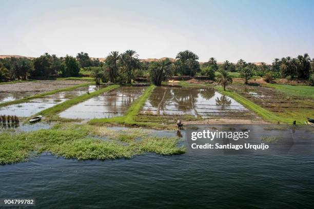 cultivated fields alongside the nile river - nile river stock pictures, royalty-free photos & images