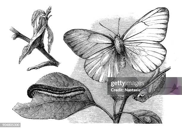 aporia crataegi, the black-veined white, is a large butterfly of the family pieridae. - aporia crataegi stock illustrations