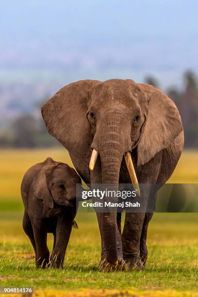 african elephant baby suckles mother - elefanten stock-fotos und bilder