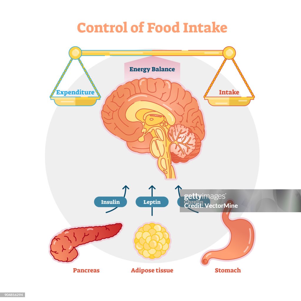 Intake Process Vector Food Intake Control Vector Diagram Illustration High-Res Vector Graphic ...