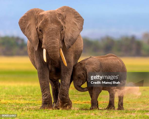 african elephants dusting - kenya elephants stock pictures, royalty-free photos & images