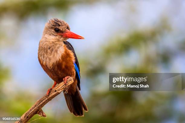 grey-headed kingfisher - gray headed kingfisher stock-fotos und bilder