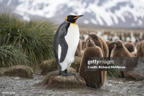 salisbury plain. - royal penguin stock pictures, royalty-free photos & images