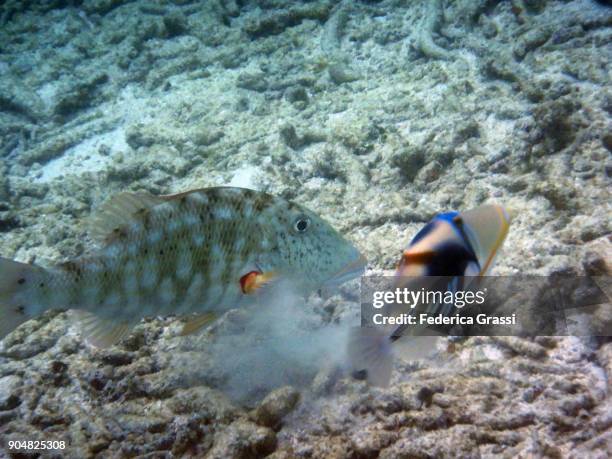picasso triggerfish (rhinecanthus aculeatus) and redthroat emperor (lethrinus miniatus) - lethrinus stock pictures, royalty-free photos & images