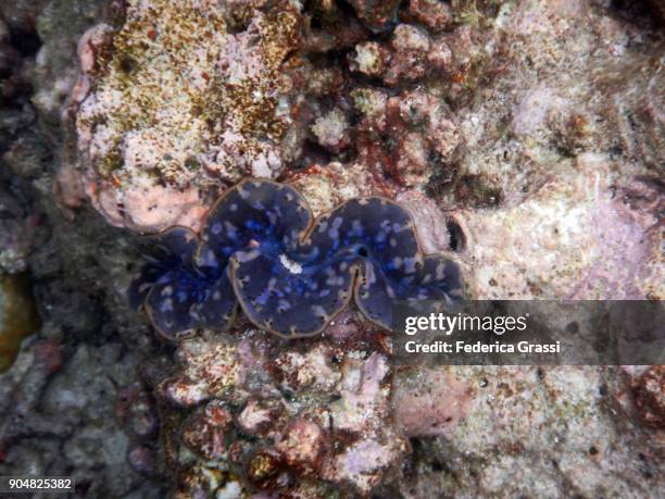 blue tridachna maxima (small giant clam) - boring clam stock pictures, royalty-free photos & images