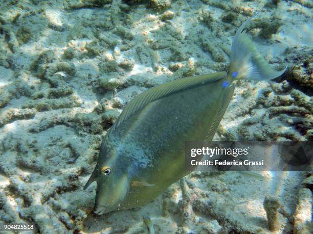 big unicornfish on bleached coral - naso unicornis stock pictures, royalty-free photos & images