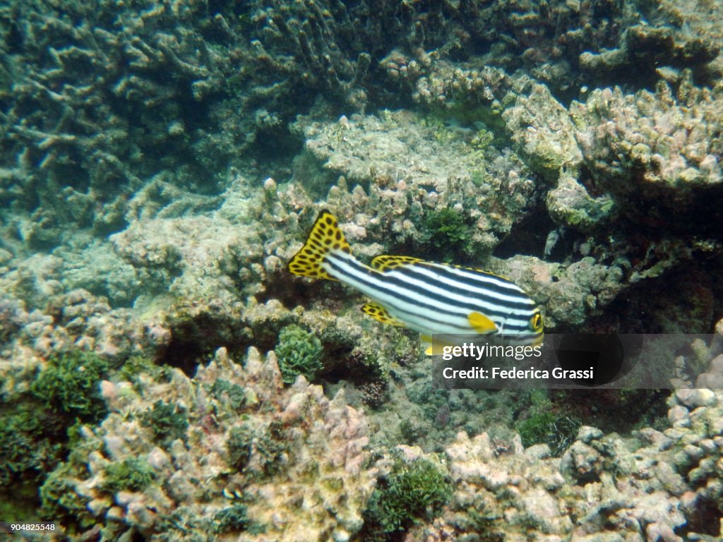 Oriental Sweetlips (Plectorinchus vittatus)